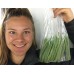 BEANS  250 Gram Bag PUKEKOHE Grown